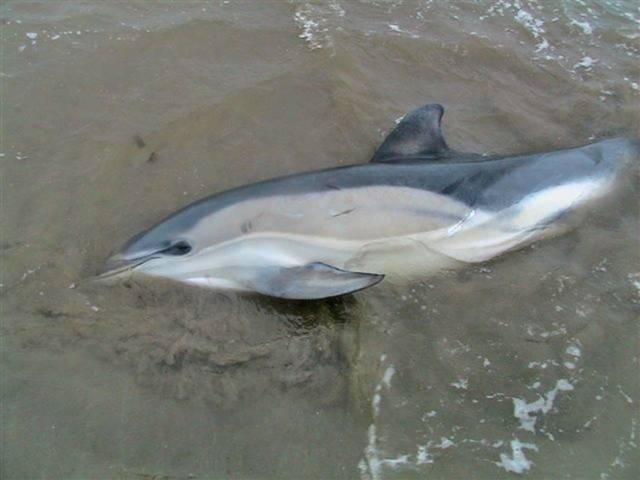 One of the dolphins that stranded in Dungarvan on Friday 13 January