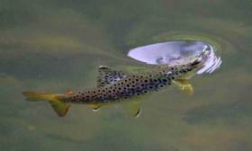Wild brown trout are among the species popular with anglers on Lough Corrib