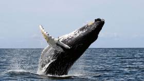 Humpback whales like this one off the US coast are regular visitors to Irish waters