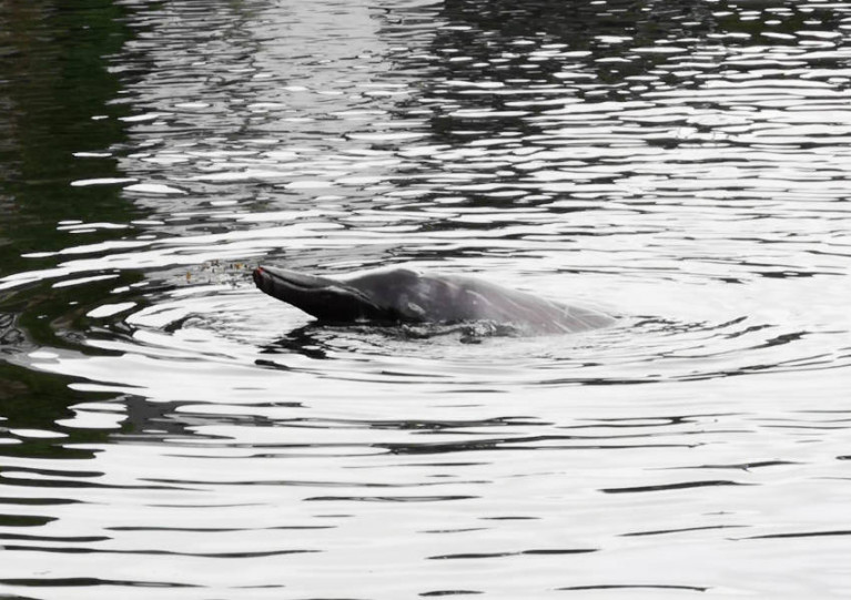 The male Sowerby’s beaked whale seen in Wicklow Harbour on Saturday 4 July