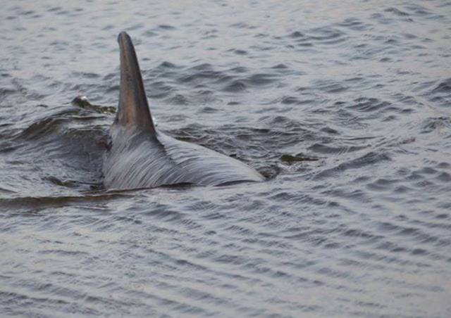 Image by friend of the IWDG, Jason, of the bottlenose dolphin refloated from Mutton Island in Galway Bay earlier this month