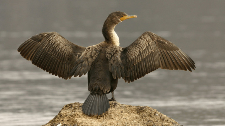 Unlike other salmon predators, cormorants are a protected species under Article 4 of the Wildlife (Northern Ireland) Order 1985