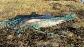 A stranded common dolphin caught in a fishing net