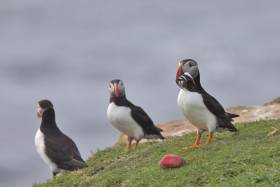 Puffins on Little Saltee off Co Wexford