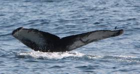 This whale tale sighting was no fluke for the Nationwide team that went to sea with Cork Whale Watch this past May