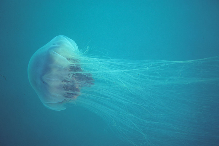 The lion’s mane jellyfish is also known as the giant jellyfish or hair jelly
