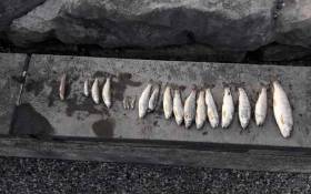 A sample of dead fish found downstream of Ballina Waste Water Treatment Plant discharge pipe this summer