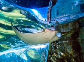 The as-yet-unnamed baby Atlantic cownose ray at Bray’s National Sea Life aquarium