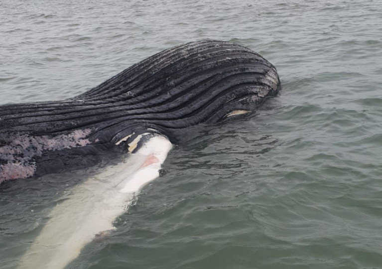 The juvenile humpback was spotted afloat before it beached near Coney Island in Roaringwater Bay