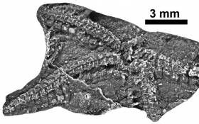 The 435 Million Year–Old Fossil Starfish 