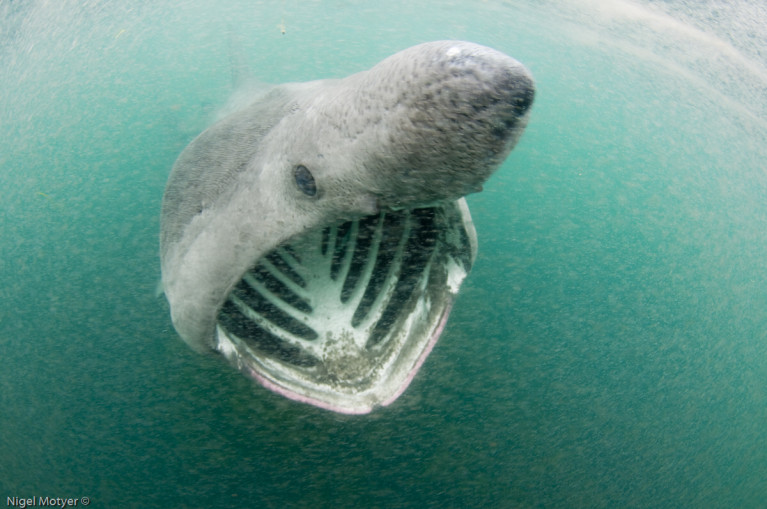 A basking shark photographed off Malin Head, Co. Donegal