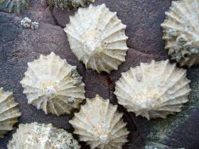 Common limpets found across the Irish Sea in Pembrokeshire, Wales