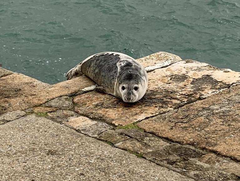 New arrival - A Seal at the East Pier, Dun Laoghaire
