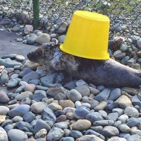 Poison Ivy plays with a bucket at the Wexford seal sanctuary that nursed her back to health
