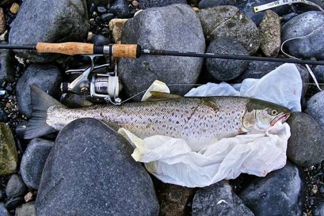 A sea trout caught by an angler in Galway Bay