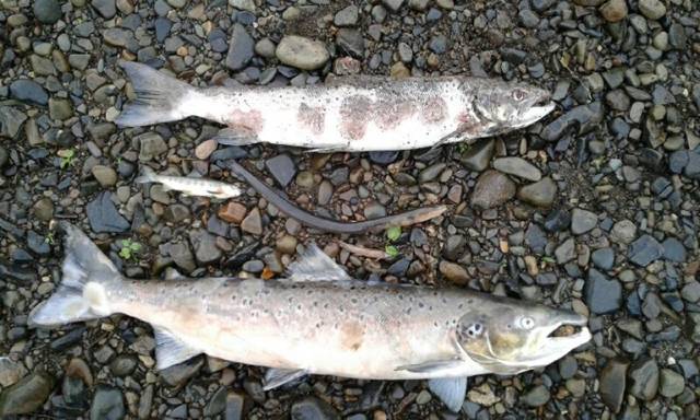 Fish killed on the Owentaraglin River