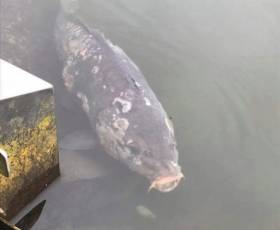 An infected carp from The Lough in Cork city as seen last week