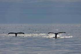 Humpback whales fluking in Skalfandi Bay, Iceland