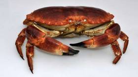 Brown or edible crab
