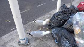 Seagulls feeding from bin bags in Dublin 