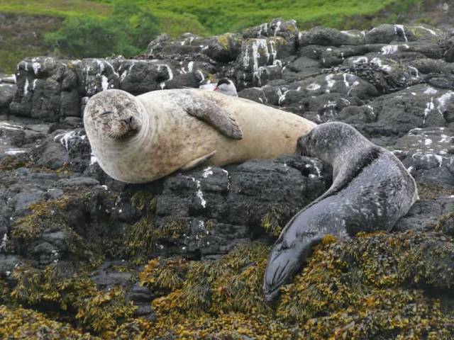 Grey seals like these, as well as common seals, are regularly found around the Irish and British coasts