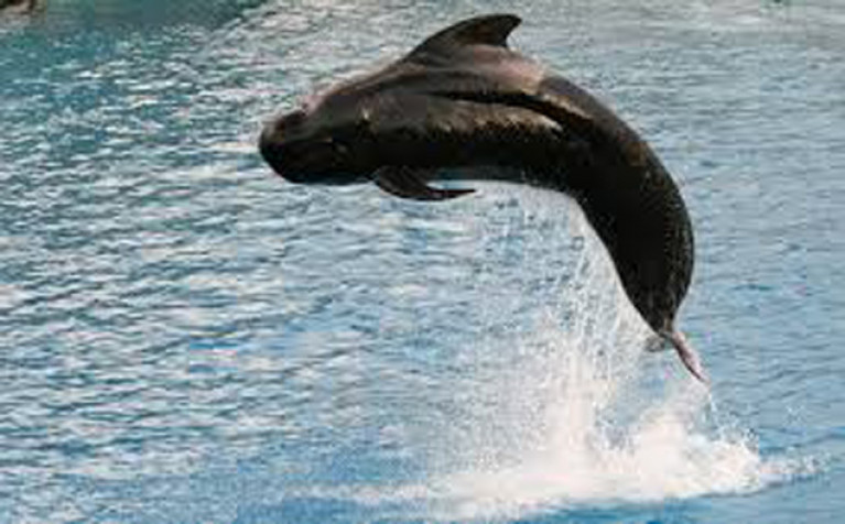 Pilot whale jumps for joy? Maybe so, but try to imagine this in the confines of Baltimore Harbour, when Albert in his prime would have weighed three tons
