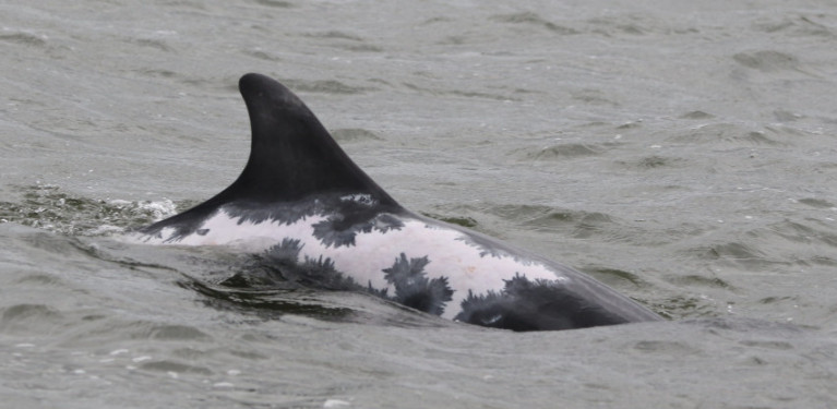 Miracle Dolphin ‘Spirtle’ Spotted Off Scotland After Her Summer Break In Ireland