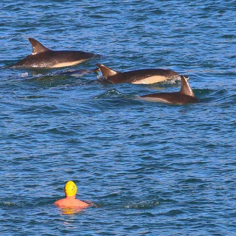 Harry Casey swam out to greet the dolphin pod off Myrtleville this past Tuesday