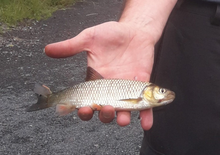 The chub caught from the River Inny by fisheries staff this past June