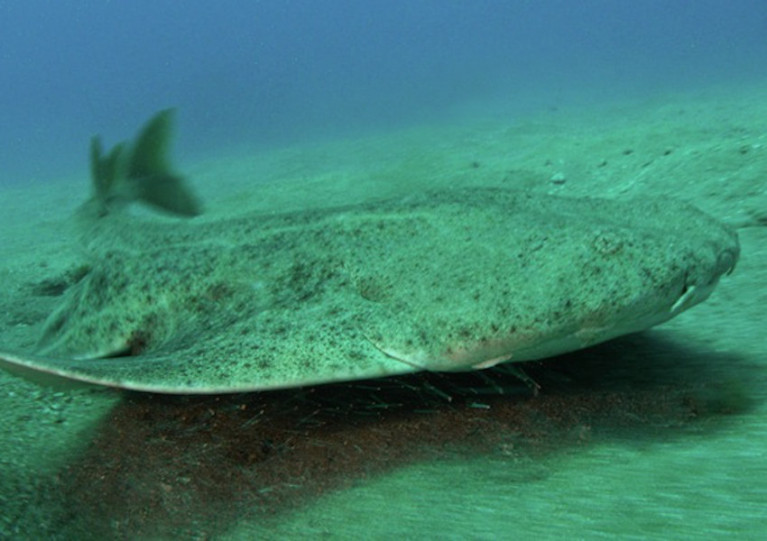 Angel sharks are among the species believed to use the nursery hidden under Tralee Bay