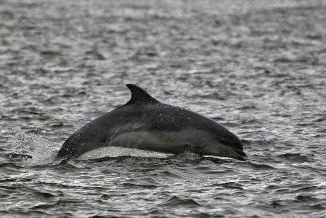 Bottlenose dolphins are a regular delight for wildlife spotters around Ireland's coast