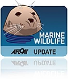 Akrlow Seal &#039;Sammy&#039; Rescued Near Rocky Shoreline