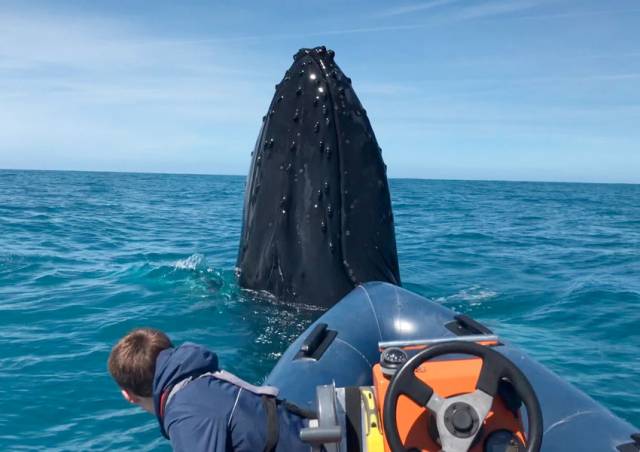 The humpback whale spyhopping off the bow of Terry and Tomás Deane’s RIB