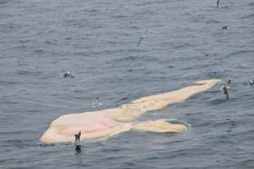 The whale carcass seen floating belly-up around 53 nautical miles off the Wexford coast by the LÉ Samuel Beckett on Friday 28 December