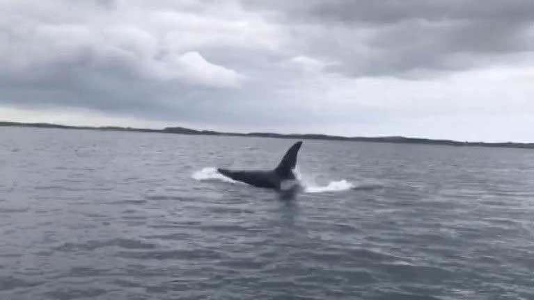 Orca Whales in Strangford Lough - Robbie Gilmore also saw them ten years earlier as a schoolboy