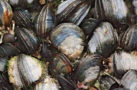 Marine Institute Leads New Project In Predicting Shellfish Safety