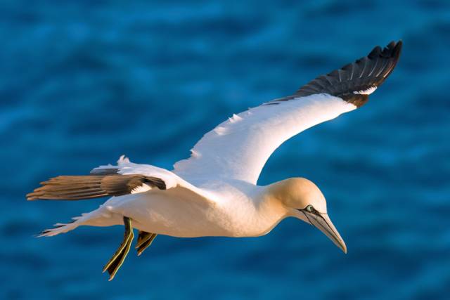 Little Skellig hosts Ireland’s largest colony of northern gannets