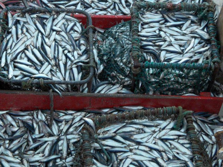 Irish Industry Organisations Question Methodology for 'Overfishing' Report