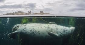 A seal underwater in Dublin Bay near Dalkey Island. 