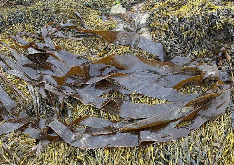 Oarweed found in Britain and Ireland is distinct from two other genetic groups in the North Atlantic, with closer relation to high Arctic kelp